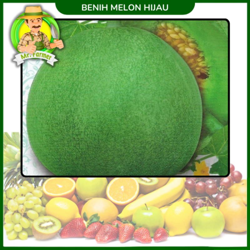 Benih Melon Hijau