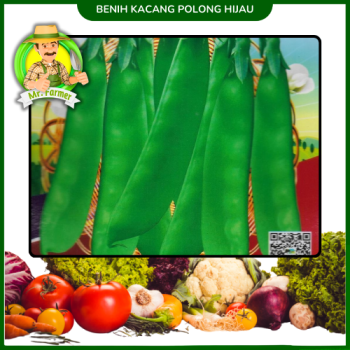 Benih Kacang Polong Hijau Benih Kacang Polong Hijau