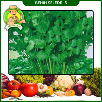 Benih Seledri 5  Benih Seledri 5