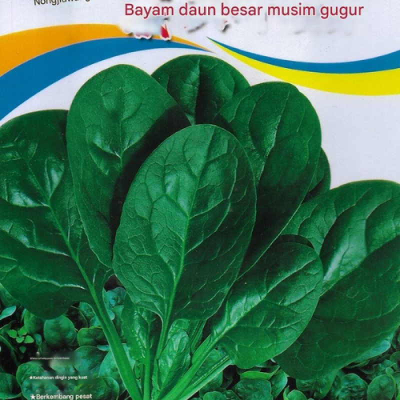 Benih Bayam Daun Lebar Benih Bayam Daun Lebar