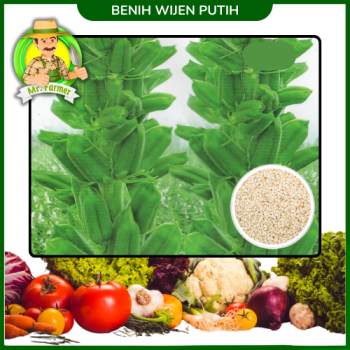 Benih Wijen Putih Benih Wijen Putih