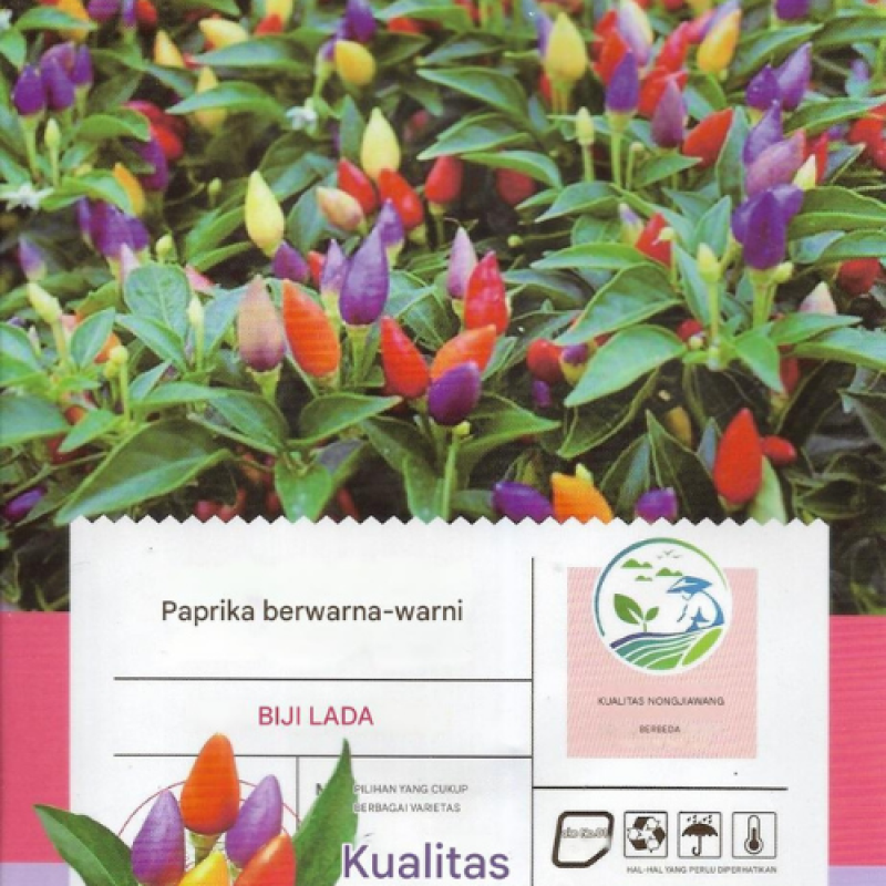 Benih Cabai Rawit Pelangi Benih Cabai Rawit Pelangi