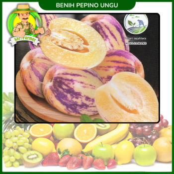 Benih Pepino Ungu Benih Pepino Ungu