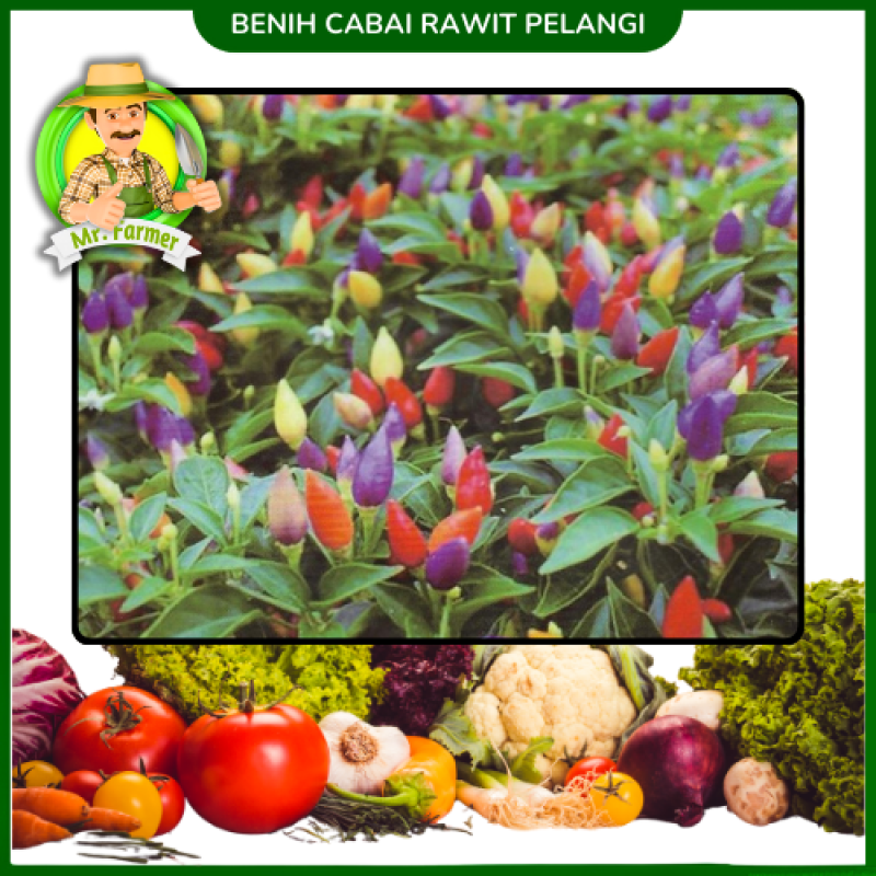 Benih Cabai Rawit Pelangi