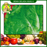 Benih Selada Hijau 4