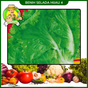 Benih Selada Hijau 4 Benih Selada Hijau 4