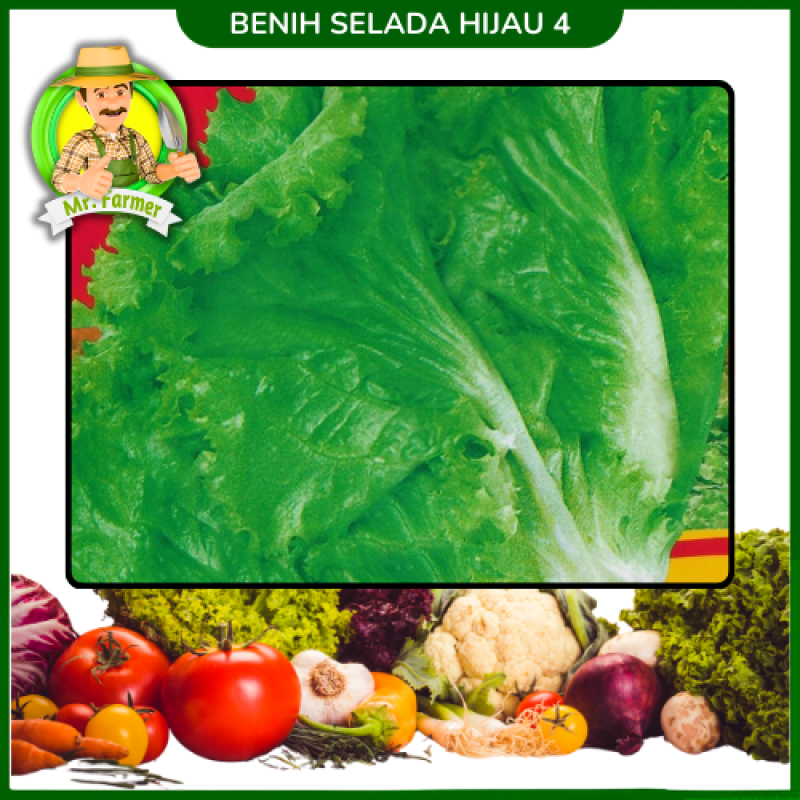 Benih Selada Hijau 4
