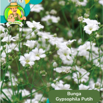 Benih Bunga Gypsophila Putih Benih Bunga Gypsophila Putih