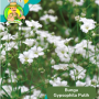 Benih Bunga Gypsophila Putih