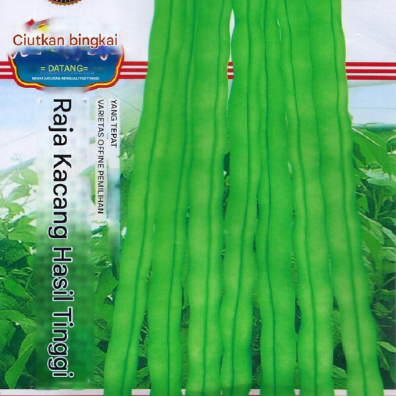 Benih Kacang Buncis Polong panjang Benih Kacang Buncis Polong panjang