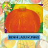 Benih Buah Buahan Bibit Biji Tanaman Organik