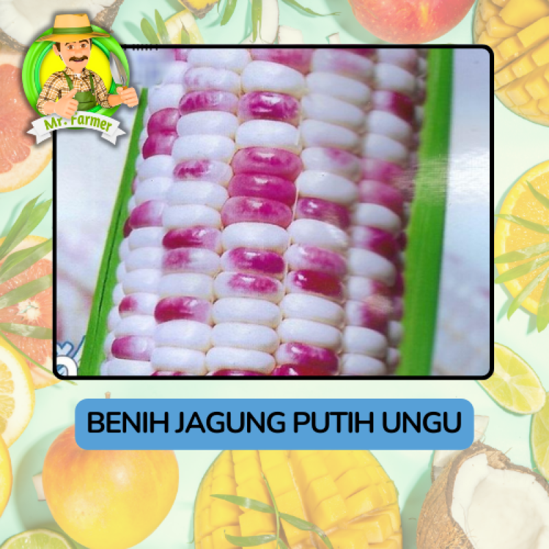 Benih Buah Buahan Bibit Biji Tanaman Organik Benih Buah Buahan Bibit Biji Tanaman Organik