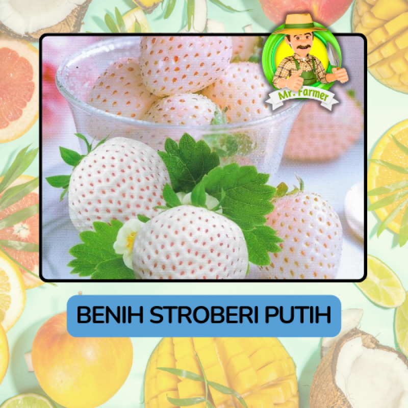 Benih Buah Buahan Bibit Biji Tanaman Organik Benih Buah Buahan Bibit Biji Tanaman Organik