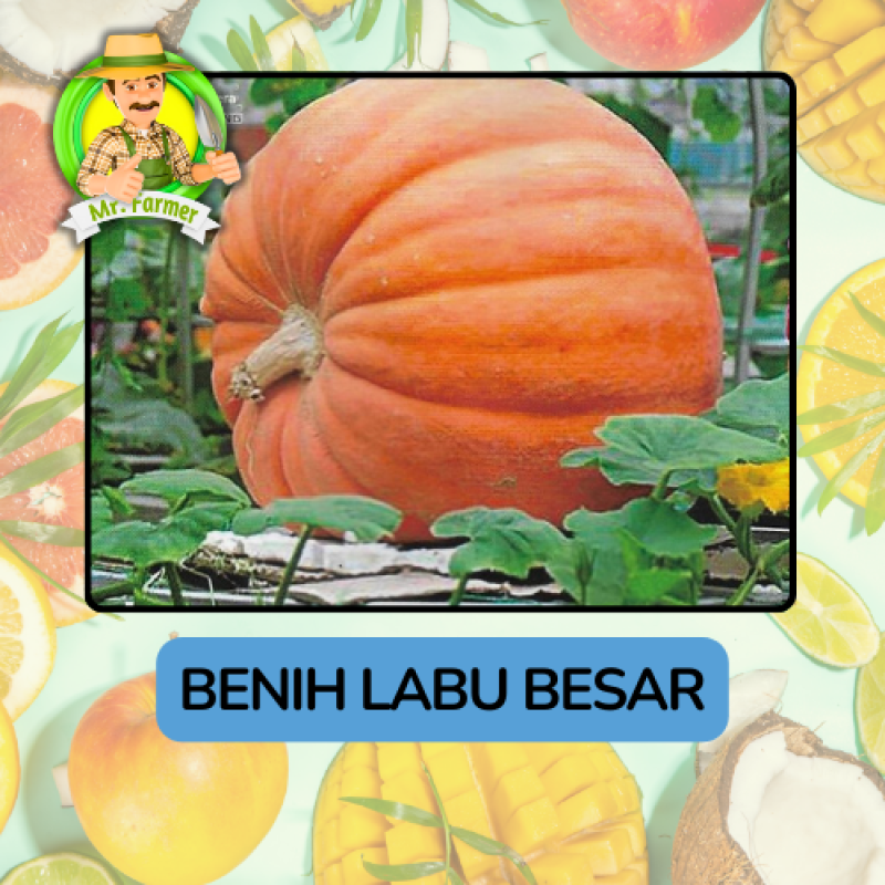 Benih Buah Buahan Bibit Biji Tanaman Organik Benih Buah Buahan Bibit Biji Tanaman Organik