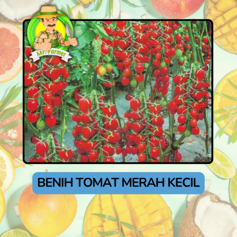 Benih Buah Buahan Bibit Biji Tanaman Organik Benih Buah Buahan Bibit Biji Tanaman Organik
