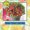 Benih Buah Buahan Bibit Biji Tanaman Organik