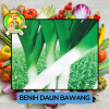 Benih Sayuran Daun Bawang Bibit Biji Tanaman Benih Sayuran Daun Bawang Bibit Biji Tanaman