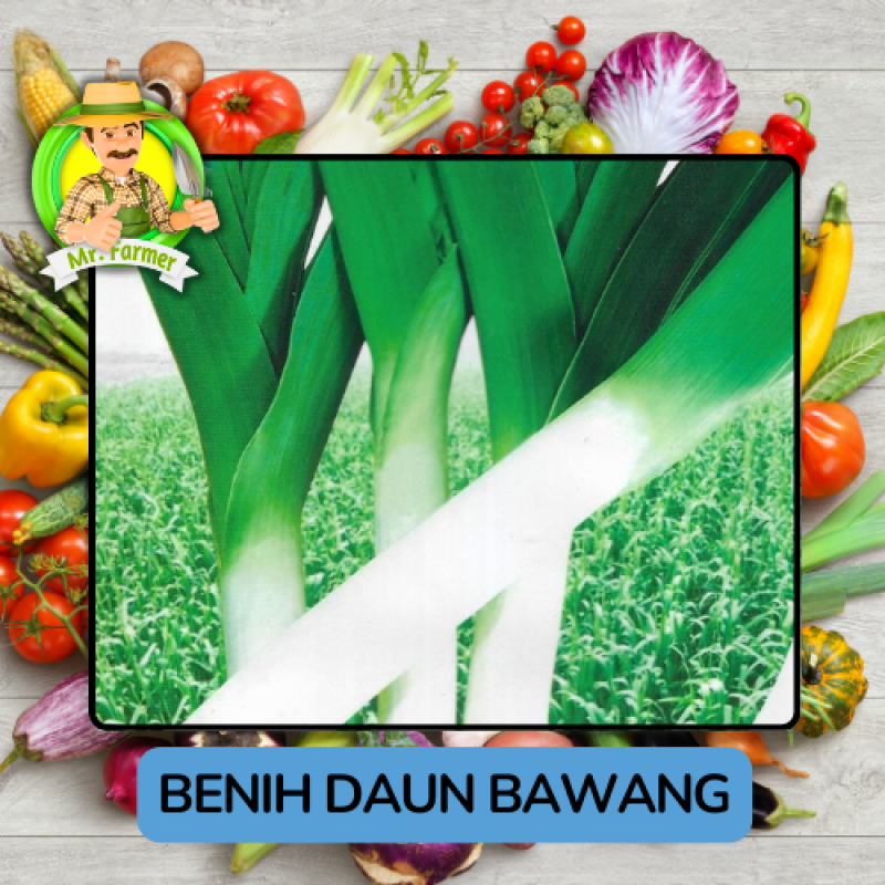 Benih Sayuran Daun Bawang Bibit Biji Tanaman Benih Sayuran Daun Bawang Bibit Biji Tanaman