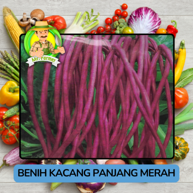 Benih Sayuran Kacang Panjang Bibit Biji Tanaman Benih Sayuran Kacang Panjang Bibit Biji Tanaman
