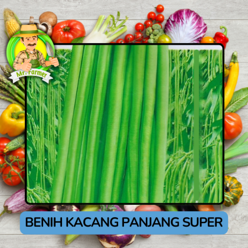 Benih Sayuran Kacang Panjang Bibit Biji Tanaman Benih Sayuran Kacang Panjang Bibit Biji Tanaman