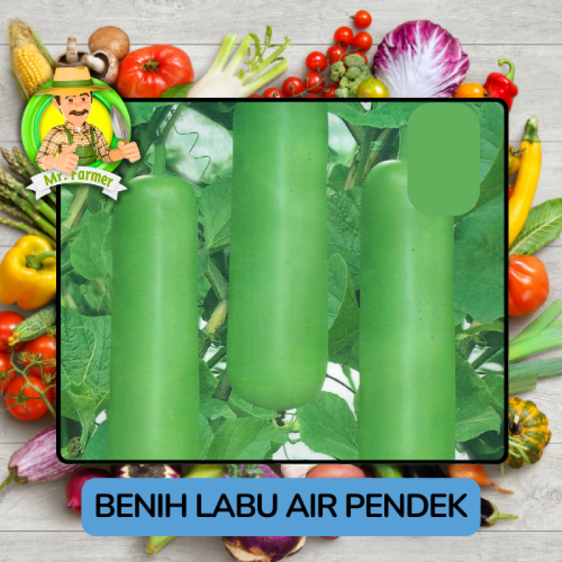 Benih Sayuran Labu Bibit Biji Tanaman Benih Sayuran Labu Bibit Biji Tanaman