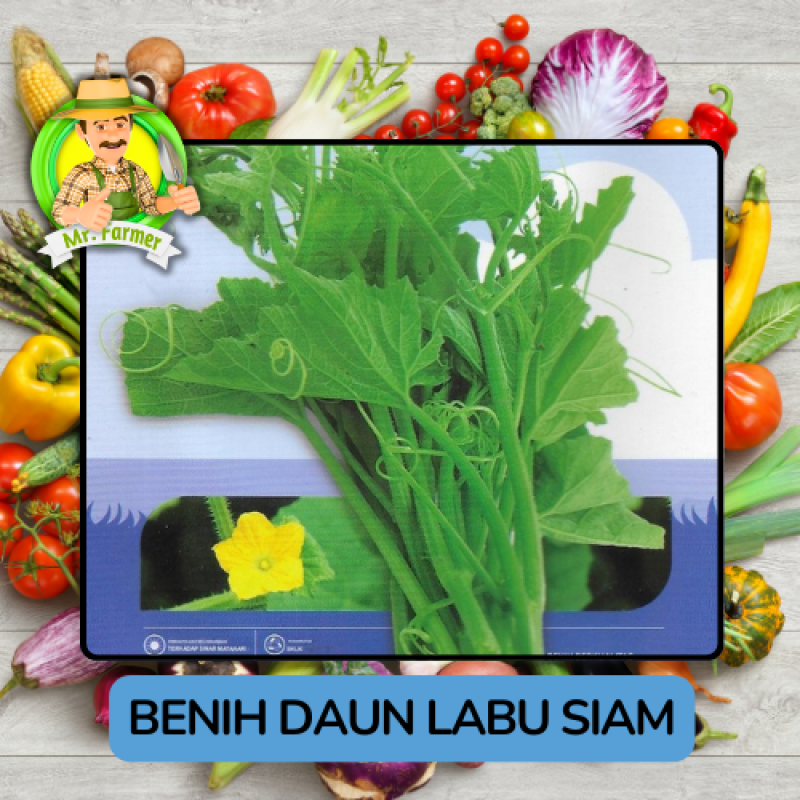 Benih Sayuran Labu Bibit Biji Tanaman Benih Sayuran Labu Bibit Biji Tanaman