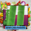 Benih Sayuran Labu Bibit Biji Tanaman