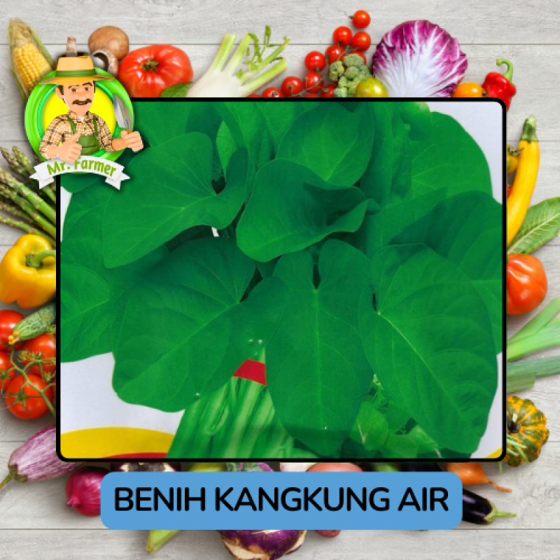 Benih Sayuran Kangkung Bibit Biji Tanaman Benih Sayuran Kangkung Bibit Biji Tanaman