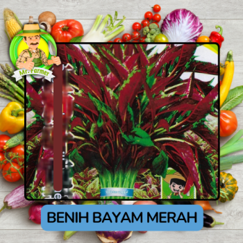 Benih Sayuran Bayam Bibit Biji Tanaman