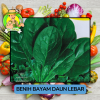 Benih Sayuran Bayam Bibit Biji Tanaman Benih Sayuran Bayam Bibit Biji Tanaman