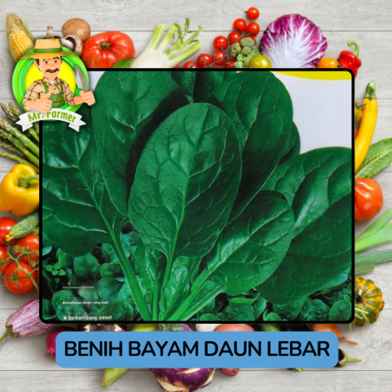 Benih Sayuran Bayam Bibit Biji Tanaman Benih Sayuran Bayam Bibit Biji Tanaman