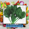 Benih Sayuran Bayam Bibit Biji Tanaman Benih Sayuran Bayam Bibit Biji Tanaman