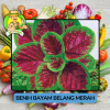 Benih Sayuran Bayam Bibit Biji Tanaman Benih Sayuran Bayam Bibit Biji Tanaman