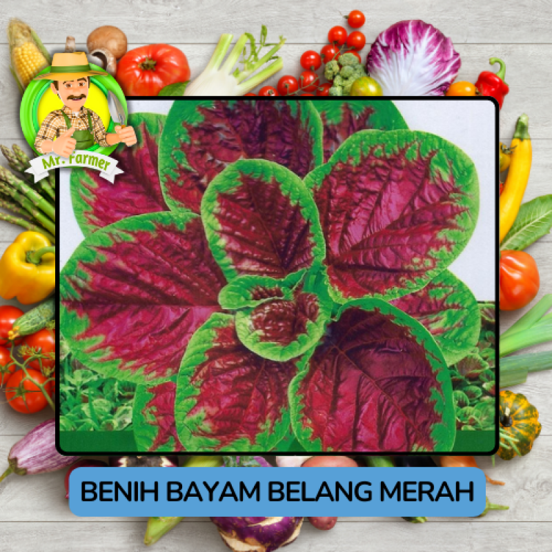 Benih Sayuran Bayam Bibit Biji Tanaman Benih Sayuran Bayam Bibit Biji Tanaman