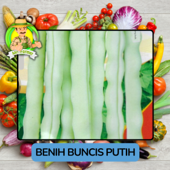 Benih Sayuran Buncis  Bibit Biji Tanaman