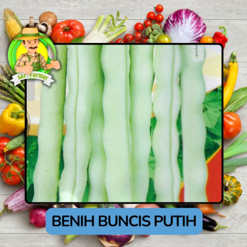 Benih Sayuran Buncis Bibit Biji Tanaman Benih Sayuran Buncis Bibit Biji Tanaman