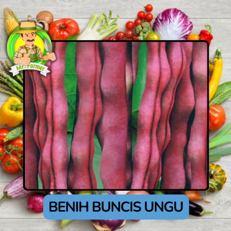 Benih Sayuran Buncis Bibit Biji Tanaman Benih Sayuran Buncis Bibit Biji Tanaman