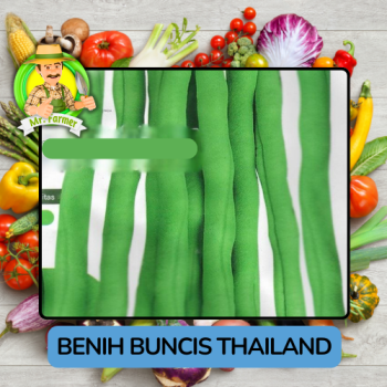 Benih Sayuran Buncis  Bibit Biji Tanaman