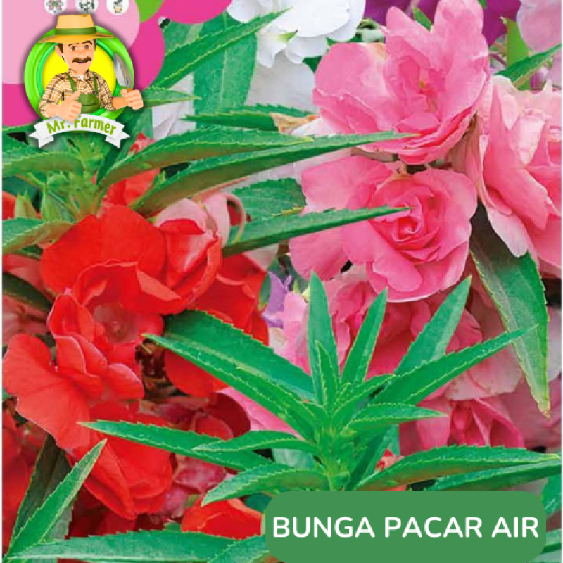 Benih Tanaman Hias Bibit Bunga Anggrek Matahari Mawar Benih Tanaman Hias Bibit Bunga Anggrek Matahari Mawar