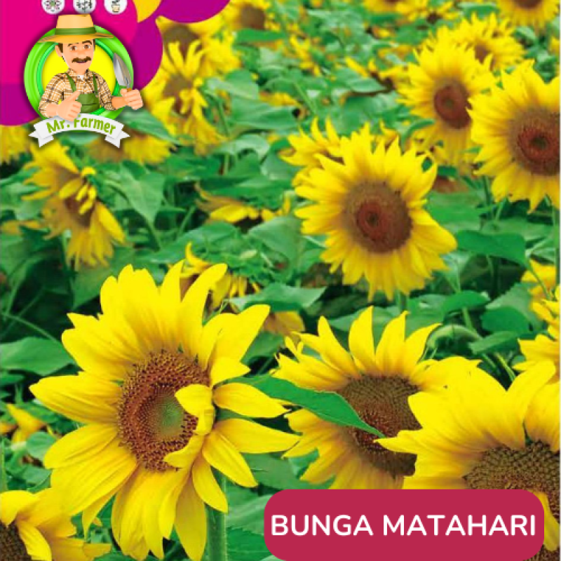 Benih Tanaman Hias Bibit Bunga Anggrek Matahari Mawar Benih Tanaman Hias Bibit Bunga Anggrek Matahari Mawar