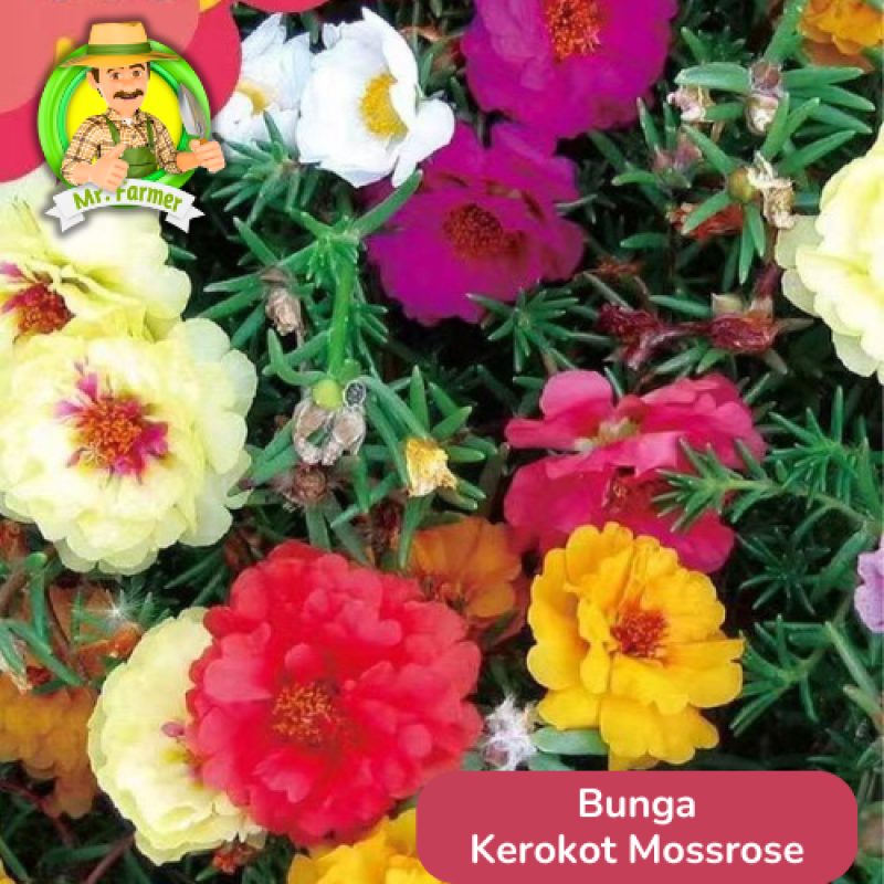 Benih Tanaman Hias Bibit Bunga Anggrek Matahari Mawar Benih Tanaman Hias Bibit Bunga Anggrek Matahari Mawar