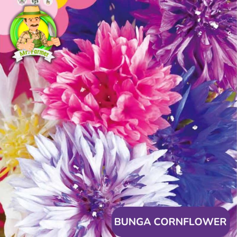 Benih Tanaman Hias Bibit Bunga Anggrek Matahari Mawar Benih Tanaman Hias Bibit Bunga Anggrek Matahari Mawar
