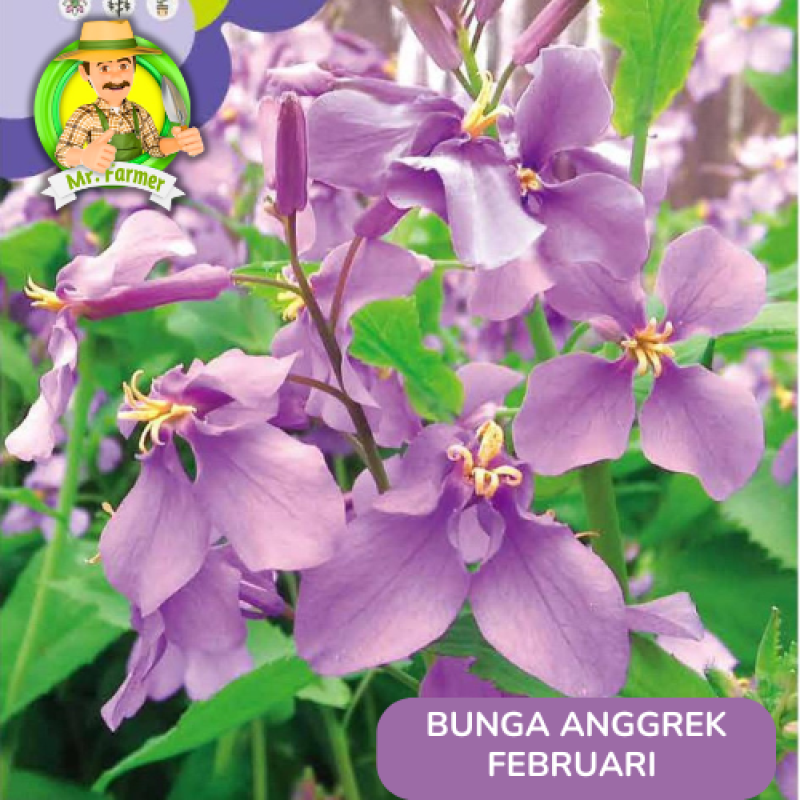 Benih Tanaman Hias Bibit Bunga Anggrek Matahari Mawar Benih Tanaman Hias Bibit Bunga Anggrek Matahari Mawar