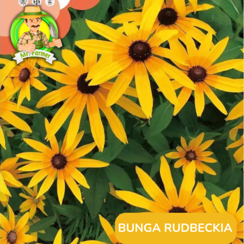 Benih Tanaman Hias Bibit Bunga Anggrek Matahari Mawar Benih Tanaman Hias Bibit Bunga Anggrek Matahari Mawar