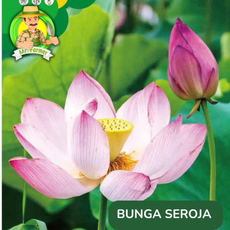 Benih Tanaman Hias Bibit Bunga Anggrek Matahari Mawar Benih Tanaman Hias Bibit Bunga Anggrek Matahari Mawar