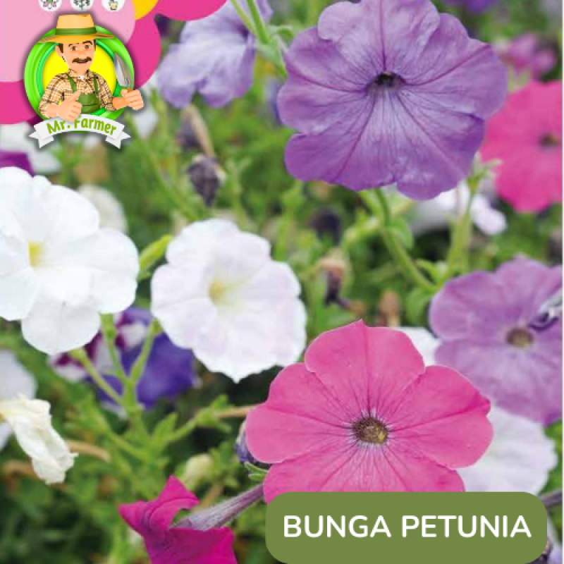 Benih Tanaman Hias Bibit Bunga Anggrek Matahari Mawar Benih Tanaman Hias Bibit Bunga Anggrek Matahari Mawar