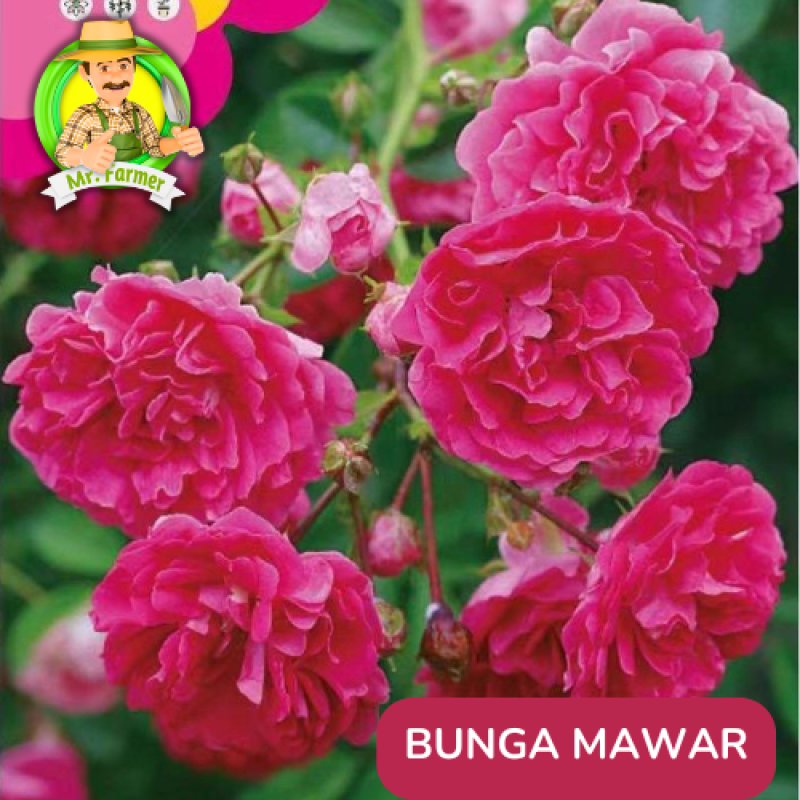 Benih Tanaman Hias Bibit Bunga Anggrek Matahari Mawar Benih Tanaman Hias Bibit Bunga Anggrek Matahari Mawar