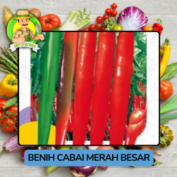 Benih Cabai Rawit Besar Paprika Bibit Biji Tanaman