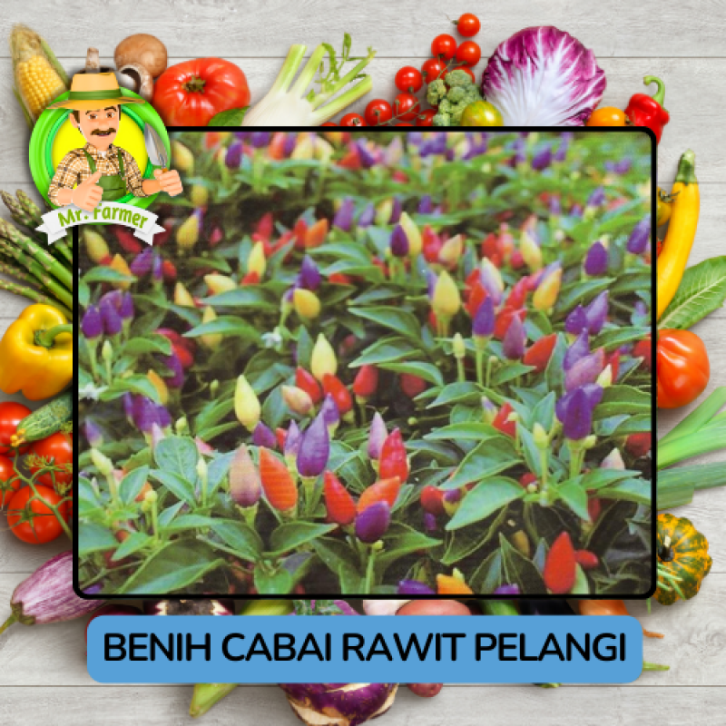 Benih Cabai Rawit Besar Paprika Bibit Biji Tanaman Benih Cabai Rawit Besar Paprika Bibit Biji Tanaman