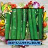 Benih Cabai Rawit Besar Paprika Bibit Biji Tanaman Benih Cabai Rawit Besar Paprika Bibit Biji Tanaman